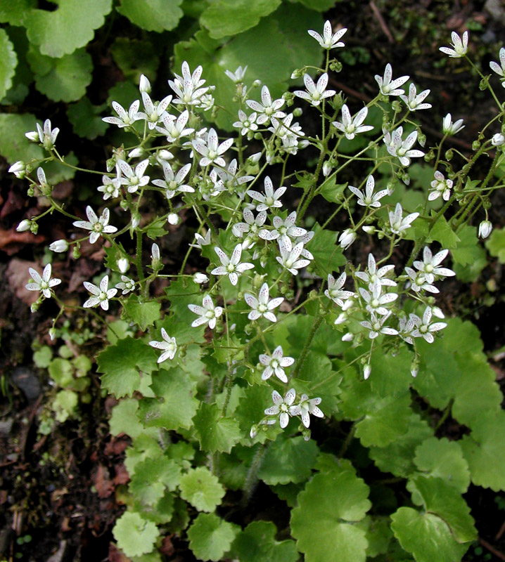  Image name: sassifraga2.jpg 
 width: 718 pixel 
 height: 800 pixel 
 Size: 249402 bytes 
 Click to enlarge 